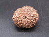 🌿 14 Mukhi Nepali Rudraksha (Natural & Certified). Super Collector