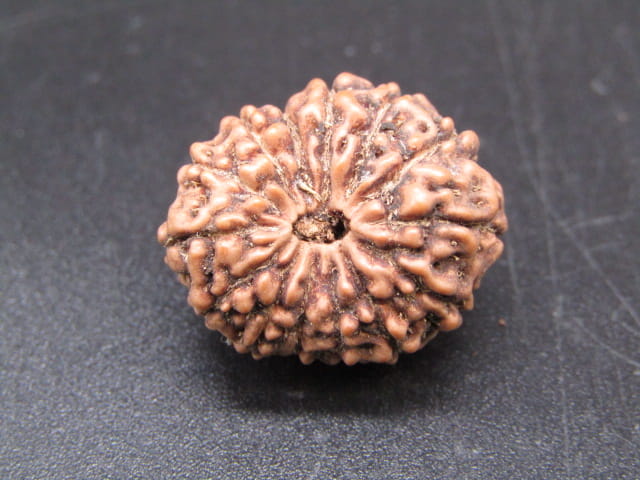 🌿 14 Mukhi Nepali Rudraksha (Natural & Certified). Super Collector