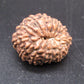 🌿 14 Mukhi Nepali Rudraksha (Natural & Certified). Super Collector