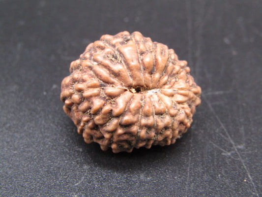 🌿 14 Mukhi Nepali Rudraksha (Natural & Certified). Super Collector
