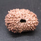🌿 14 Mukhi Nepali Rudraksha (Natural & Certified). Super Collector