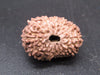 🌿 14 Mukhi Nepali Rudraksha (Natural & Certified). Super Collector