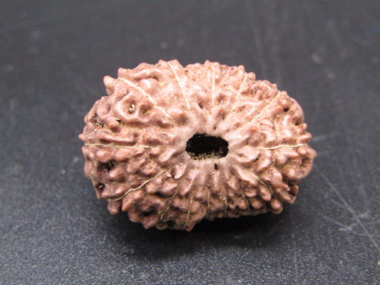 🌿 14 Mukhi Nepali Rudraksha (Natural & Certified). Super Collector