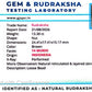 🌿 14 Mukhi Nepali Rudraksha (Natural & Certified). Super Collector