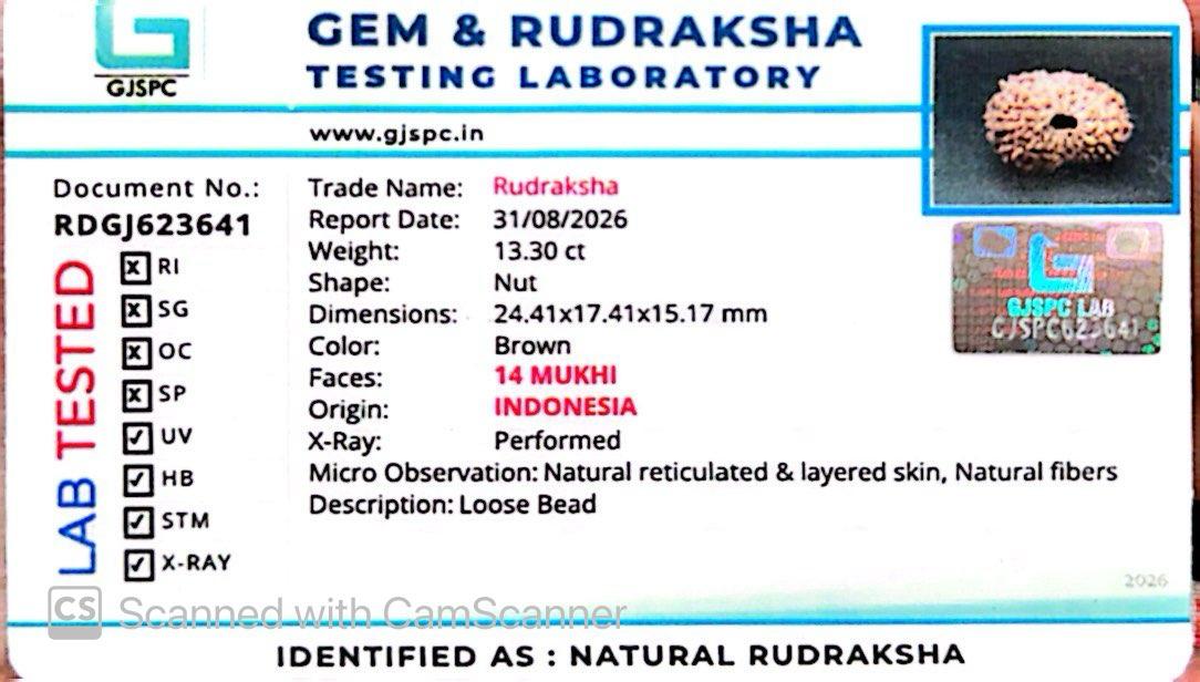 🌿 14 Mukhi Nepali Rudraksha (Natural & Certified). Super Collector