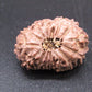 🌿 14 Mukhi Nepali Rudraksha (Natural & Certified). Super Collector
