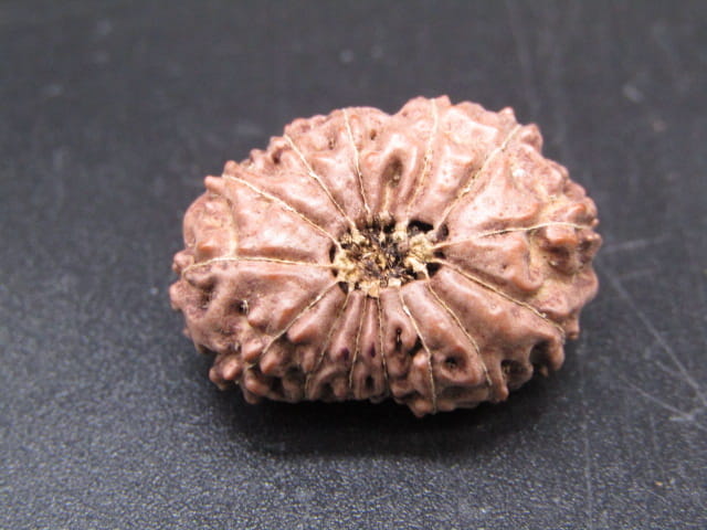 🌿 14 Mukhi Nepali Rudraksha (Natural & Certified). Super Collector