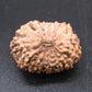 🌿 14 Mukhi Nepali Rudraksha (Natural & Certified). Super Collector