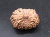 🌿 14 Mukhi Nepali Rudraksha (Natural & Certified). Super Collector