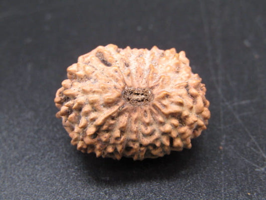 🌿 14 Mukhi Nepali Rudraksha (Natural & Certified). Super Collector