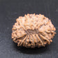 🌿 14 Mukhi Nepali Rudraksha (Natural & Certified). Super Collector