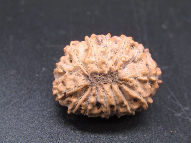 🌿 14 Mukhi Nepali Rudraksha (Natural & Certified). Super Collector