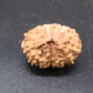 Natural Indonesian 13 Mukhi Rudraksha – Certified Spiritual Bead