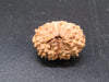 Natural Indonesian 13 Mukhi Rudraksha – Certified Spiritual Bead