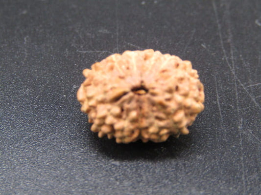 Natural Indonesian 13 Mukhi Rudraksha – Certified Spiritual Bead