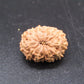 Natural Indonesian 13 Mukhi Rudraksha – Certified Spiritual Bead