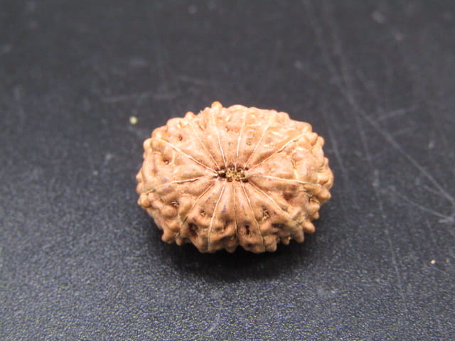 Natural Indonesian 13 Mukhi Rudraksha – Certified Spiritual Bead