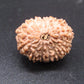 🌿 14 Mukhi Nepali Rudraksha (Natural & Certified). Medium