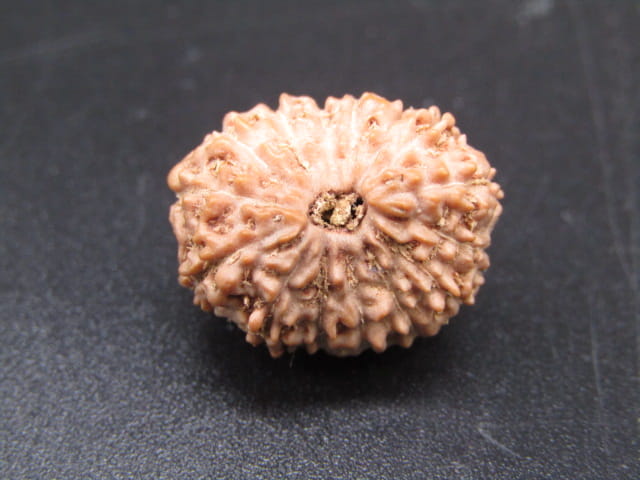 🌿 14 Mukhi Nepali Rudraksha (Natural & Certified). Medium