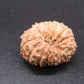 🌿 14 Mukhi Nepali Rudraksha (Natural & Certified). Medium