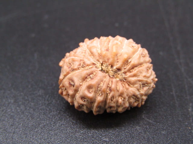 🌿 14 Mukhi Nepali Rudraksha (Natural & Certified). Medium