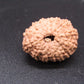 🌿 14 Mukhi Nepali Rudraksha (Natural & Certified). Super collective