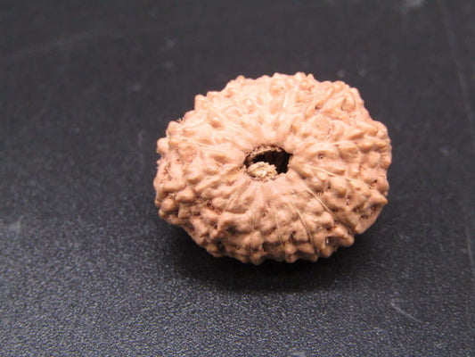 🌿 14 Mukhi Nepali Rudraksha (Natural & Certified). Super collective