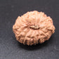 🌿 14 Mukhi Nepali Rudraksha (Natural & Certified). Super collective