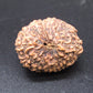 🌿 14 Mukhi Nepali Rudraksha (Natural & Certified). Super collective
