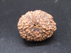 🌿 14 Mukhi Nepali Rudraksha (Natural & Certified). Super collective