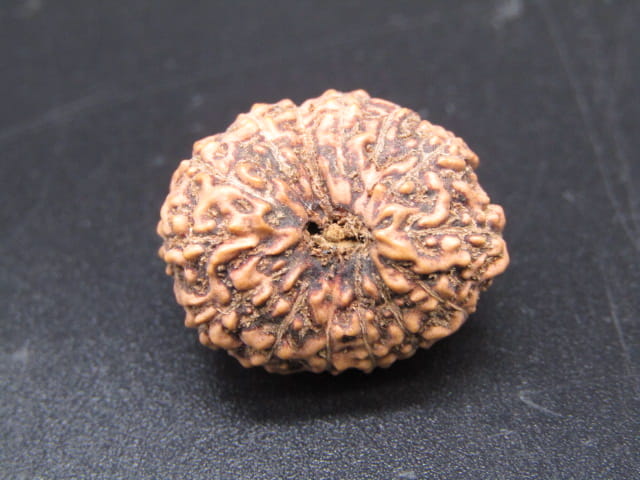 🌿 14 Mukhi Nepali Rudraksha (Natural & Certified). Super collective