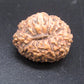 🌿 14 Mukhi Nepali Rudraksha (Natural & Certified). Super collective