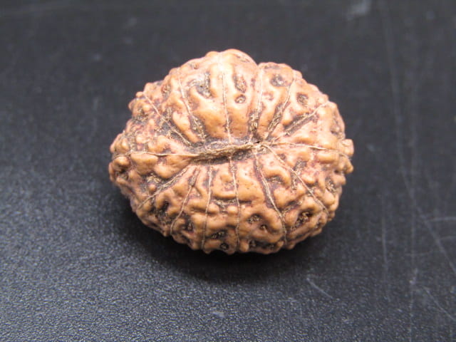 🌿 14 Mukhi Nepali Rudraksha (Natural & Certified). Super collective