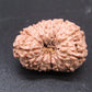 🌿 14 Mukhi Nepali Rudraksha (Natural & Certified). Super collective