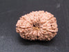 🌿 14 Mukhi Nepali Rudraksha (Natural & Certified). Super collective