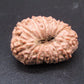 🌿 14 Mukhi Nepali Rudraksha (Natural & Certified). Super collective