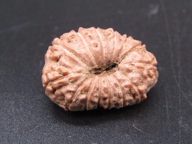 🌿 14 Mukhi Nepali Rudraksha (Natural & Certified). Super collective
