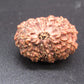 🌿 14 Mukhi Nepali Rudraksha (Natural & Certified). Super collective