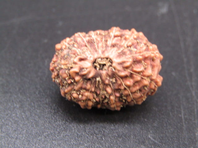 🌿 14 Mukhi Nepali Rudraksha (Natural & Certified). Super collective