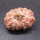 🌿 14 Mukhi Nepali Rudraksha (Natural & Certified). Super collective
