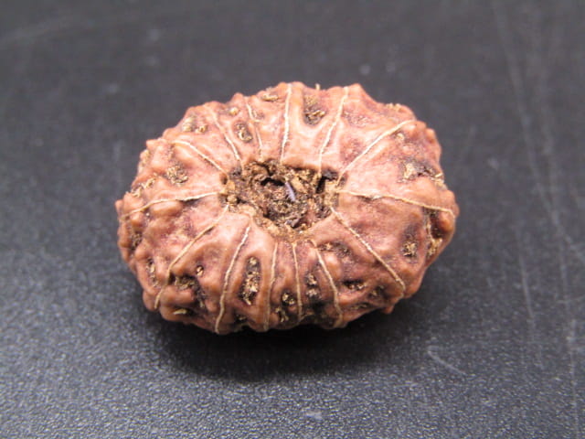 🌿 14 Mukhi Nepali Rudraksha (Natural & Certified). Super collective