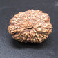 🌿 14 Mukhi Nepali Rudraksha (Natural & Certified). Super collective