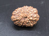 🌿 14 Mukhi Nepali Rudraksha (Natural & Certified). Super collective
