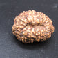 🌿 14 Mukhi Nepali Rudraksha (Natural & Certified). Super collective