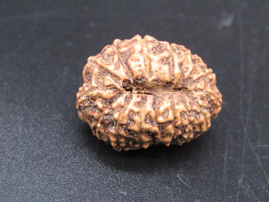 🌿 14 Mukhi Nepali Rudraksha (Natural & Certified). Super collective