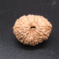 🌿 14 Mukhi Nepali Rudraksha (Natural & Certified). Super collective