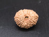🌿 14 Mukhi Nepali Rudraksha (Natural & Certified). Super collective