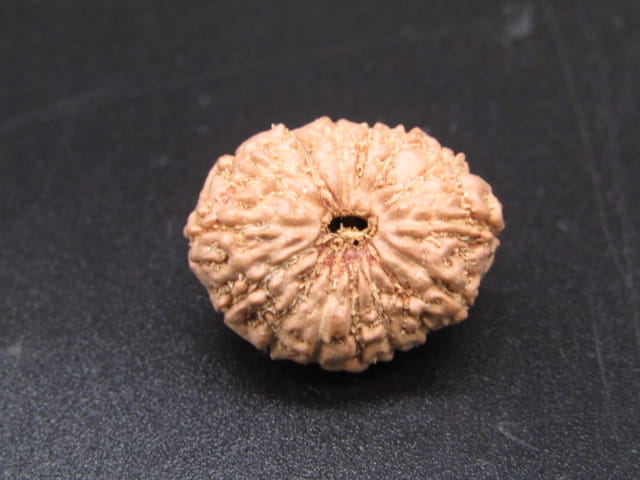 🌿 14 Mukhi Nepali Rudraksha (Natural & Certified). Super collective