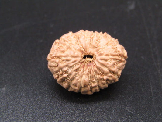 🌿 14 Mukhi Nepali Rudraksha (Natural & Certified). Super collective