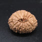 🌿 14 Mukhi Nepali Rudraksha (Natural & Certified). Super collective